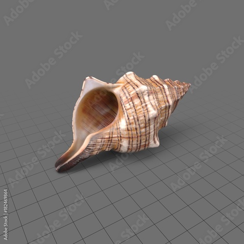 Conch Shell Buy This Stock 3d Asset And Explore Similar Assets At Adobe Stock Adobe Stock