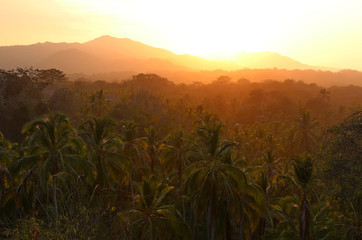 Coconut palm trees at sunset