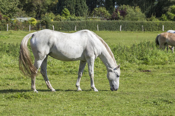 a white horse in the meadow