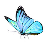 Fototapeta Motyle - beautiful blue butterfly, isolated  on a white