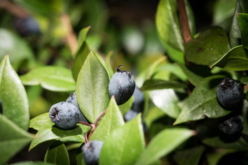 Wall Mural - fruits of forest bilberries