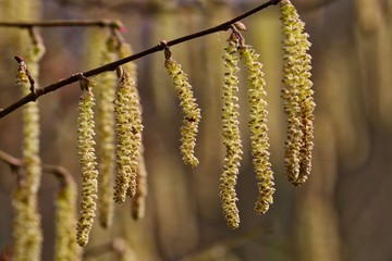 Poster - Spring Fauna