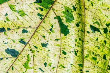 Sticker - closeup texture of exotic tropical plants