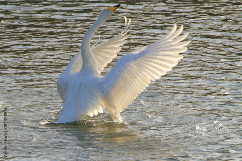 翼を広げる白鳥 Swans Spreading Wings Stock 写真 Adobe Stock
