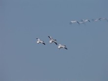 Geese Landing 3.m2t