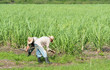 Kubanische Bauer und Erntehelfer auf dem Zuckerrohrfeld beim Ernten - Serie Kuba Reportage