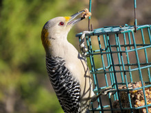 Ladder Back Woodpecker Feeding