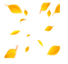  Flying Yellow Leaves On Wind, White Background Vector Illustration