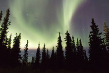Northern Lights Across The Black Spruces On The Alaskan Range