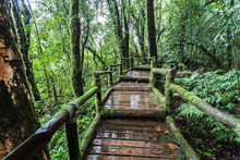 Beautiful Rain Forest At Angka Nature Trail In Doi Inthanon National Park, Thailand