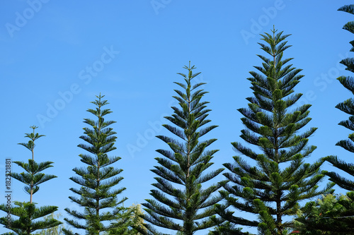 Pine and blue sky