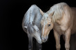 Two horses on a black background