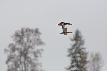 mallard duck bird couple (anas platyrhynchos) flying with snowflakes and trees