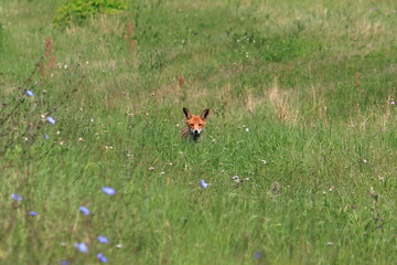 Wall Mural - red fox