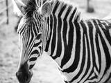 Fototapeta Konie - head of a beautiful zebra