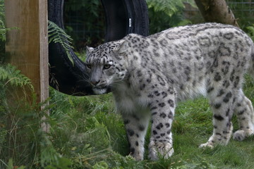 Sticker - snow leopard