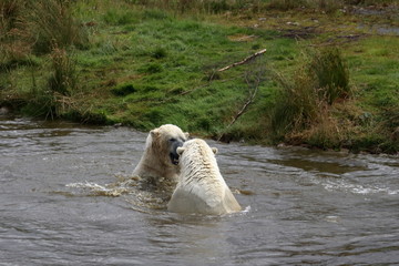 Sticker - polar bear