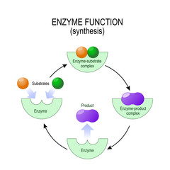 Wall Mural - enzyme function. synthesis. substrate, product, enzyme-product complex and enzyme-substrate complex.