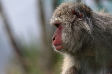 japanese macaque