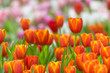 focus on orange tulip flower on colorful flower field