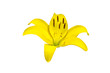 isolated yellow Lilly flower on white background