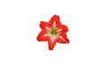 isolated red amaryllis flower on white background with paths