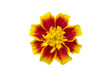 ioslated yellow marigolds or  Red Marietta on white background with paths