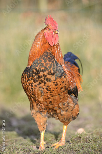 Poule Coq Poulet Elevage Agriculture Grippe Aviaire Oeufs Volaille Animaux Plume Environnement Bio Air Nourriture Stock Photo Adobe Stock