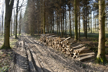 Canvas Print - bois foret coupe chauffage printemps arbre Ardennes energie combustible environnement pollution ecologie nature