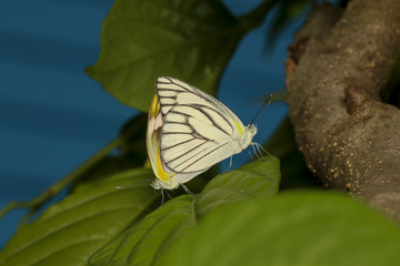 Wall Mural - Butterfly - Insect