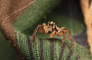 Canvas Print - Jumping spider