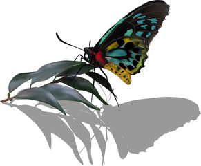 Wall Mural - black and cyan butterfly with shadow