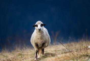 Poster - Sheep grazing on hillside with forest in background