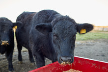 Black Cow Eating Dry Supplementary Animal Feed