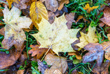 Fototapeta Lawenda - Frozen dry leaves on the ground. Close-up view of a maple dead leaf lying on the grass among other varieties of dry leaves covered with frost.