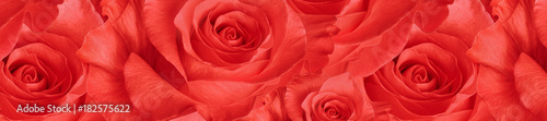 panorama  beautiful  pink rose
