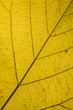 © alessandrozocc - Yellow leaf detail