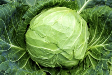 Wall Mural - Soft focus of Big cabbage in the garden