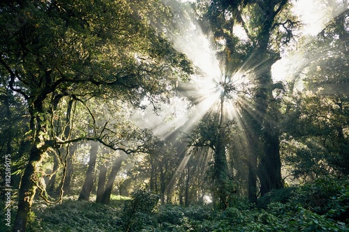 Mysterious morning in tropical rainforest