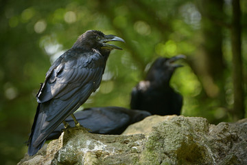 The common raven (Corvus corax), also known as the northern raven, all-black passerine bird. A raven is one of several larger-bodied species of the genus Corvus.