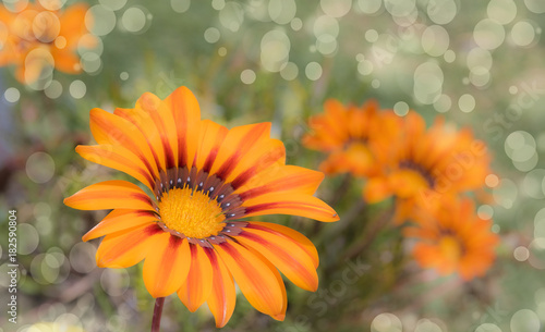 margaritas amarillas en el campo
