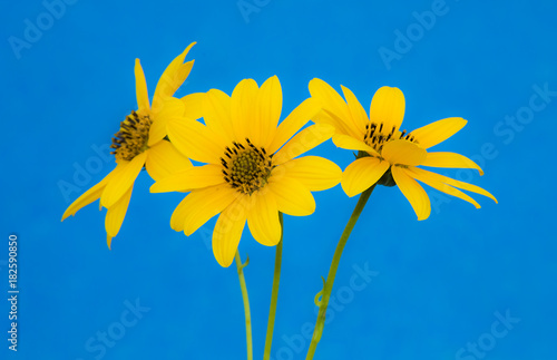 flores amarillas con fondo azul