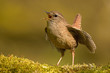 The Eurasian wren (Troglodytes troglodytes) is a very small bird, and the only member of the wren family Troglodytidae found in Eurasia and Africa. Singing