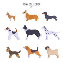 Vector Collection Of  Different Dogs Breeds - Toy Terrier, Corgi, Dachshund, Border Collie, Terrier, Dalmatian, Pug, Beagle, Yorkshire Terrier, Isolated On White.