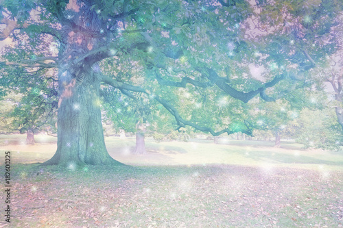 Obraz na plátně Spirit Orbs attracted to Ancient Oak Tree  - Big old oak tree with ethereal ligh