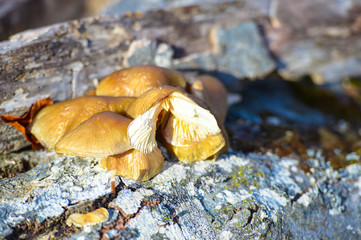 FROZEN MUSHROOMS