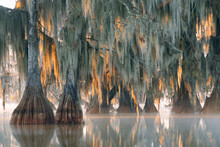 Trees Of Bald Cypress With Hanging Spanish Moss In The First Rays Of The Sun.  Louisiana, Lake Martin