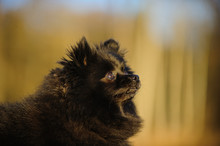 Black Pomeranian Dog Closeup Portrait