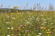 Wildblumenwiese - wildflower meadow - Sommerwiese