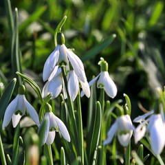 Poster - Snowdrops